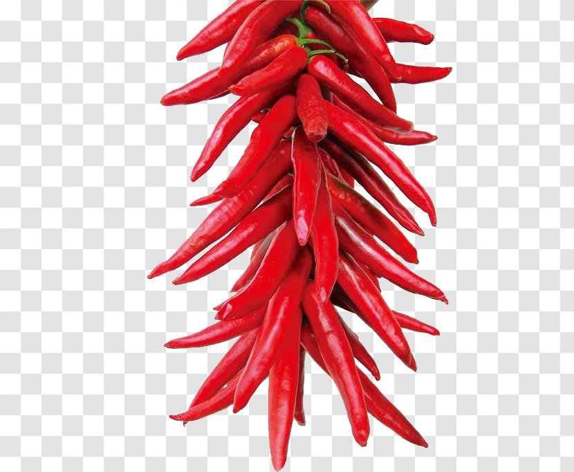 Capsicum Annuum Malatang Frutescens Capsaicin Chili Pepper - Red Material Transparent PNG