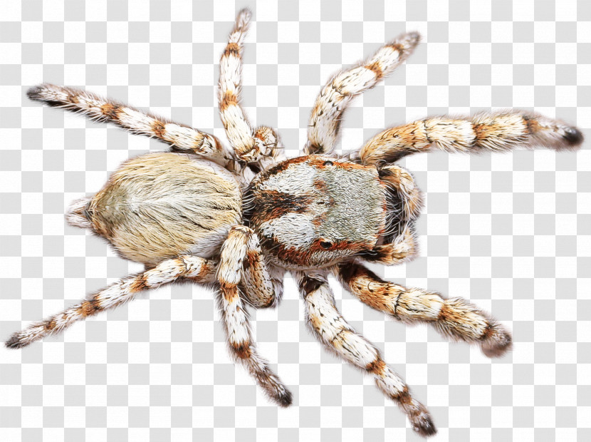 Spider Araneus Cavaticus European Garden Spider Orb-weaver Spider Insect Transparent PNG