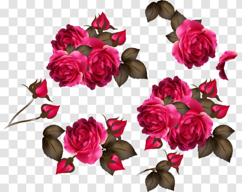 Rose Pink Flower - Flowering Plant Transparent PNG