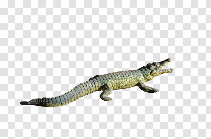 Alligator Crocodile Clip - Reptile Transparent PNG