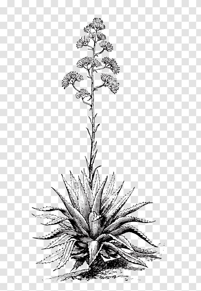 Mezcal Oaxaca Century Plant Agave Angustifolia Engraving - Flowering Transparent PNG
