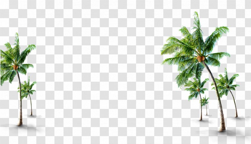 Coconut Tree - Leaf - Green Grove Decoration Pattern Transparent PNG