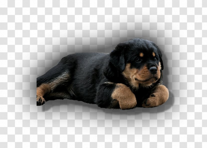Rottweiler Puppy Companion Dog Breed Snout Transparent PNG