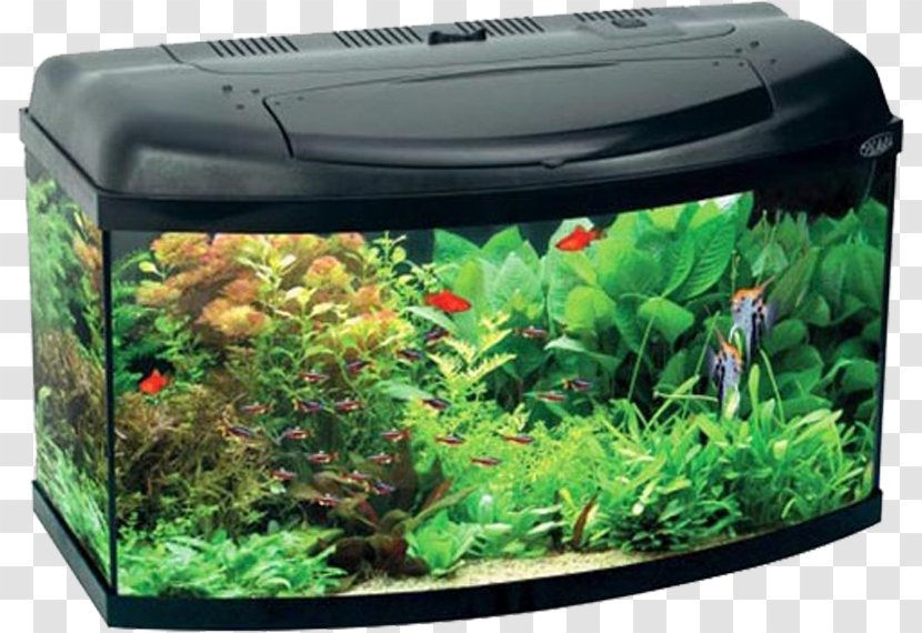 Goldfish Aquarium Siamese Fighting Fish Filter - Eheim - Tank Transparent PNG