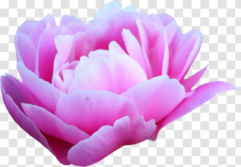 Peony Desktop Wallpaper Pink Flowers 4K Resolution 1080p - Highdefinition Television Transparent PNG