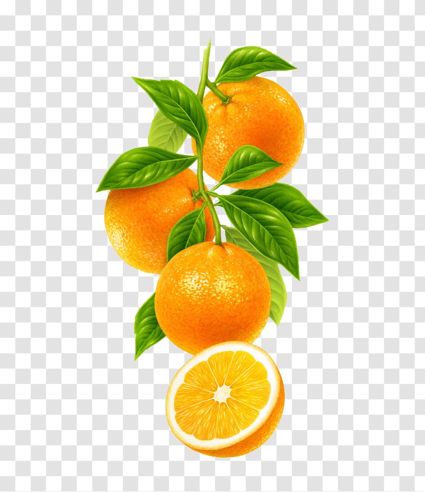 Orange - Bitter - Food Transparent PNG