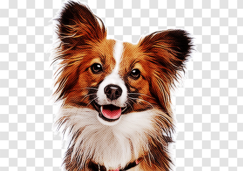 Dog Papillon Companion Dog Snout Spaniel Transparent PNG