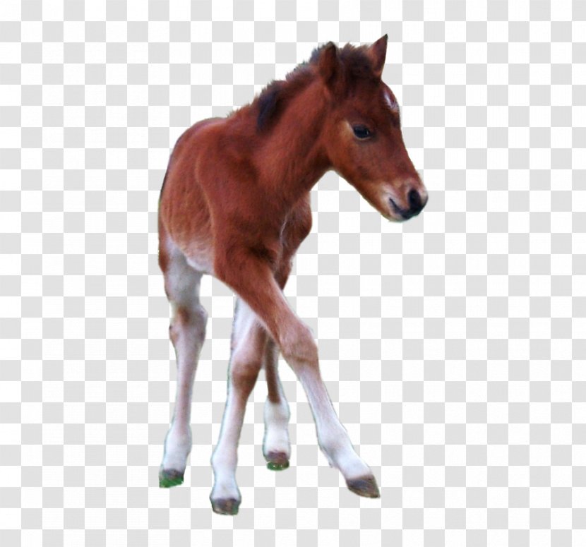 Foal Hackney Pony Horse Stallion - Animal Figure - Mustang Transparent PNG