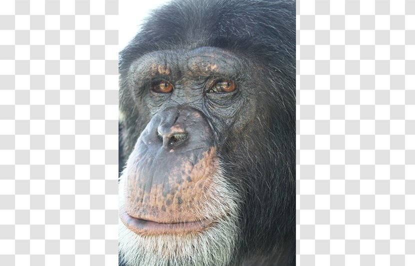 Common Chimpanzee Gorilla Primate Monkey Animal Transparent PNG