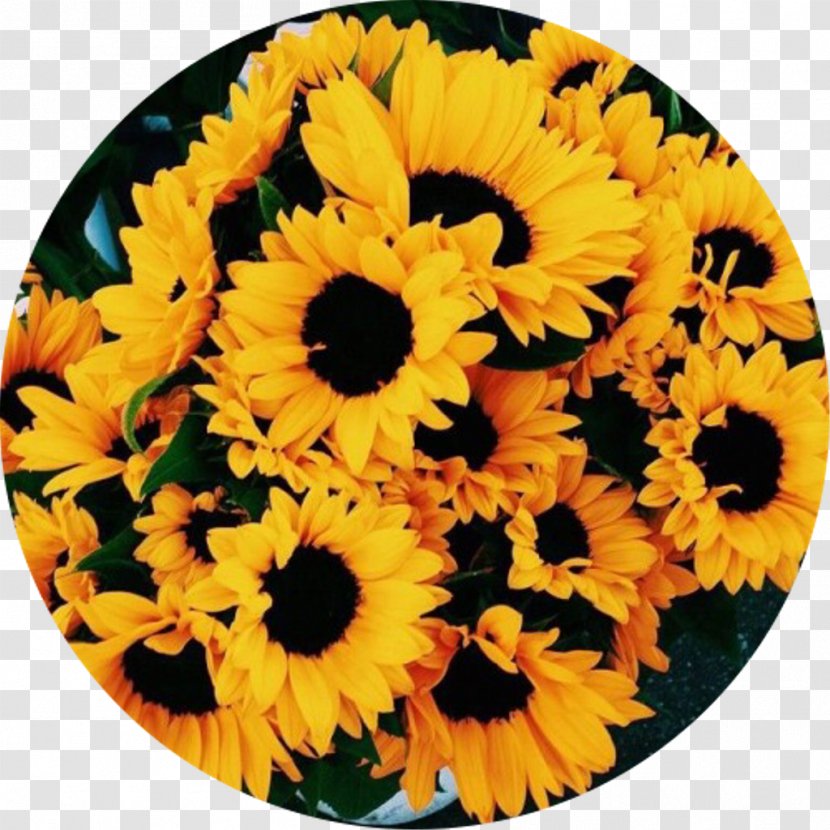 Flower Image Photograph Drawing YouTube - Collage Transparent PNG