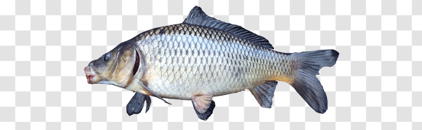 Common Carp Tilapia Freshwater Fish Fishing - Barramundi Transparent PNG