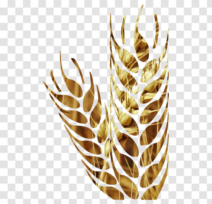 Cereal Wheat Euclidean Vector Agriculture - Scalable Graphics - Farmland Transparent PNG