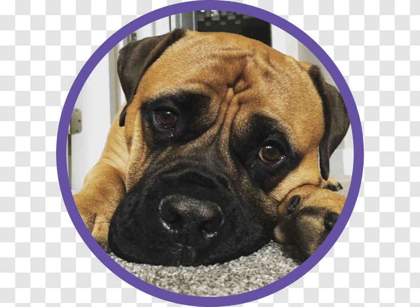 Dog Breed Bullmastiff Boerboel Boxer Puppy - Formula Transparent PNG