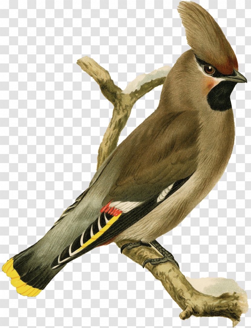 Beak Finches Bohemian Waxwing Bird Eurasian Jay - Watercolor Transparent PNG
