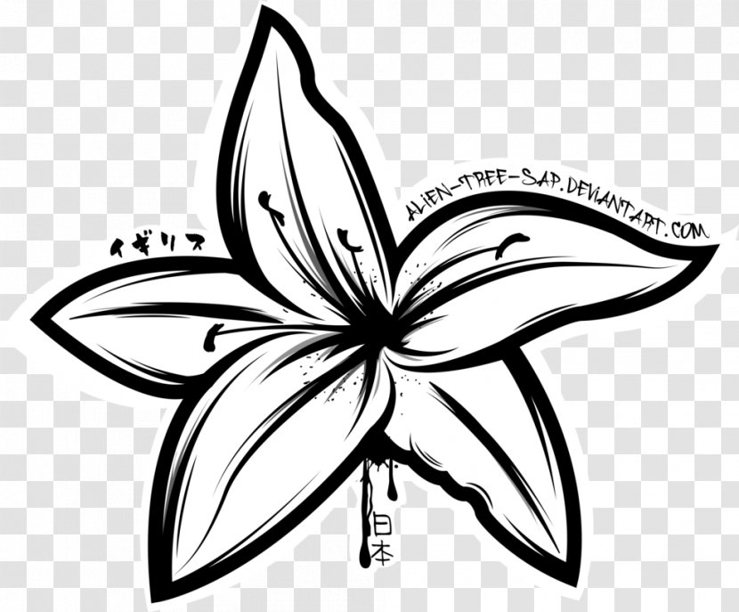 Drawing Lilium 'Stargazer' Tiger Lily Flower - Leaf - Water Lilies Transparent PNG
