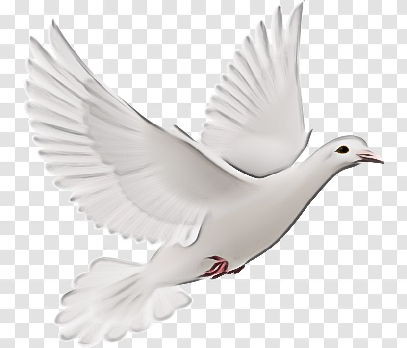 Dove Bird - Rock - Peace Symbols Lari Transparent PNG