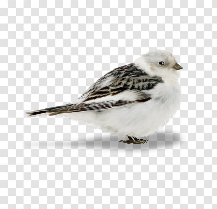 Bird Owl Sparrow Finches Clip Art - House Transparent PNG