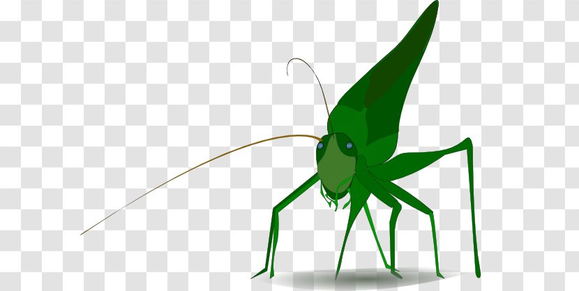 Insect Grasshopper Clip Art - Grass - Cricket Cartoon Transparent PNG
