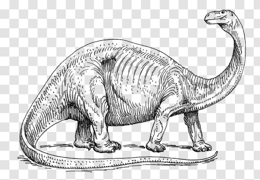 Brontosaurus Apatosaurus Coloring Book Stegosaurus Child - Fauna - Line Art Transparent PNG