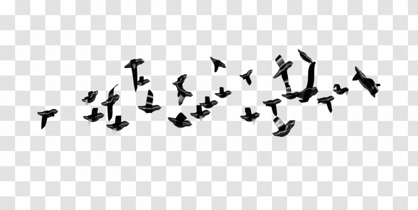 Bird Clip Art - Black And White - Flying Transparent PNG