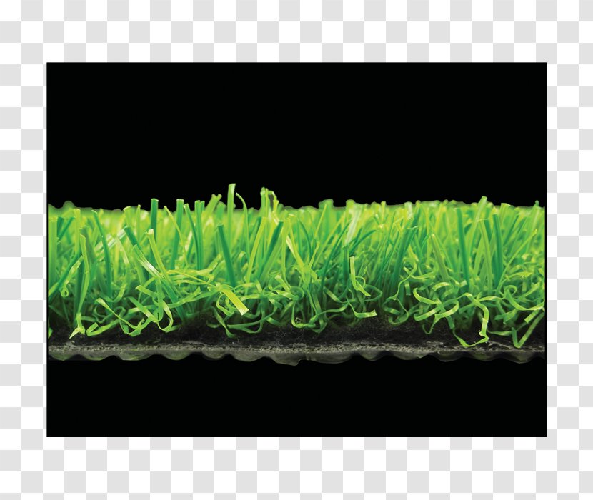 Grasses Family - Organism - Artificial Grass Transparent PNG