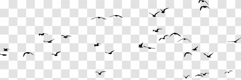 Bird Gulls Silhouette Clip Art - Monochrome Photography - Flock Of Birds Transparent PNG