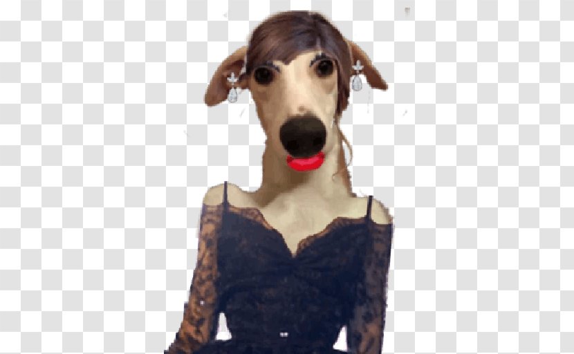 Italian Greyhound Saluki Whippet Sloughi - Spanish - 17 Transparent PNG