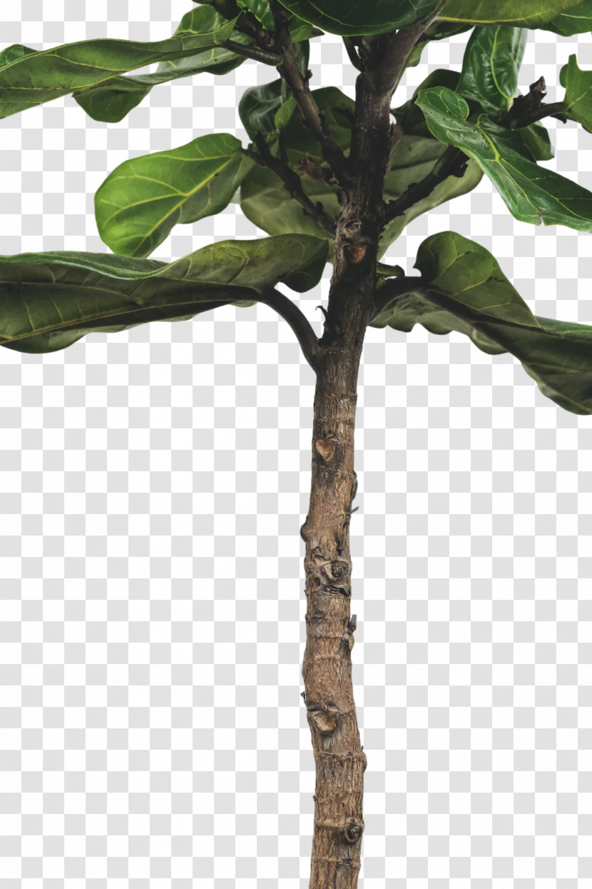 Leaf Plant Stem Twig M-tree Tree Transparent PNG