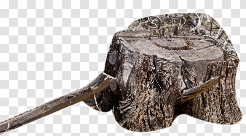 Wood Tree Stump - Vecteur Transparent PNG