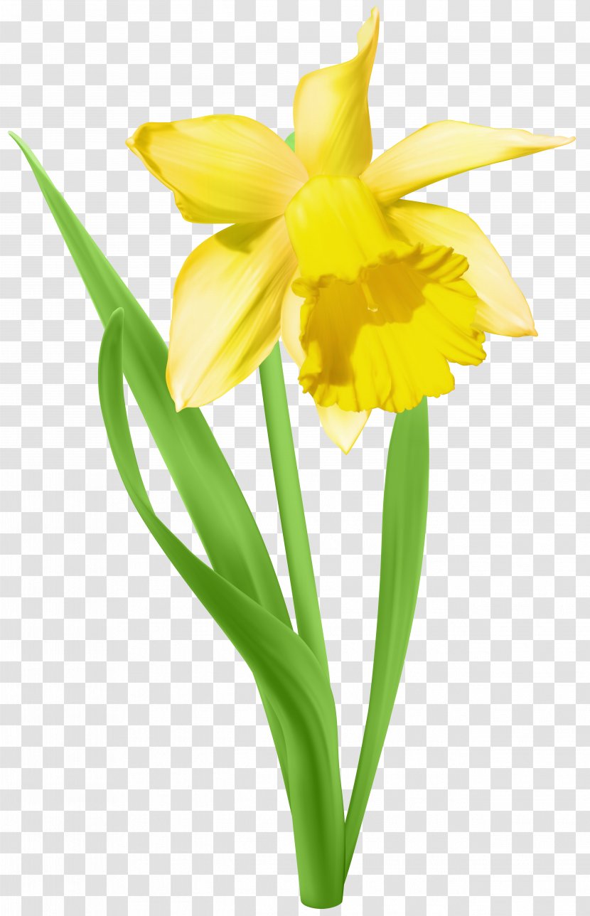Daffodil Clip Art - Flower - Transparent Image Transparent PNG