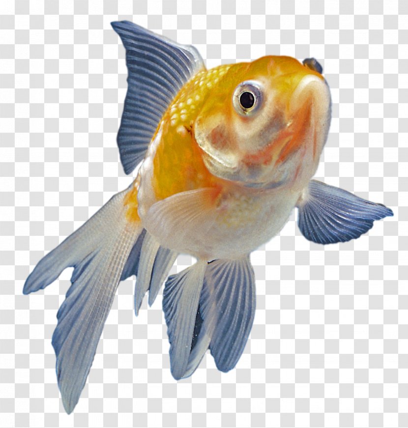 Goldfish Aquarium Ornamental Fish - Bony Transparent PNG