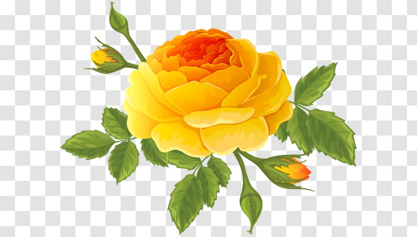 Centifolia Roses Flower Floral Design Art Clip - Yellow Transparent PNG