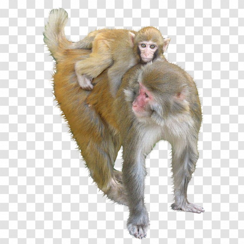 Macaque Ape Monkey - Mammal - Animals Monkeys Transparent PNG