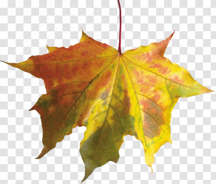 Autumn Leaf Color Clip Art - Plant - Fall Transparent PNG