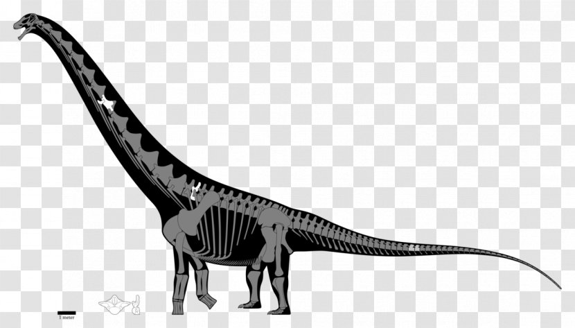 Puertasaurus Argentinosaurus Late Cretaceous Futalognkosaurus Apatosaurus - Mamenchisaurus - Skeleton Transparent PNG