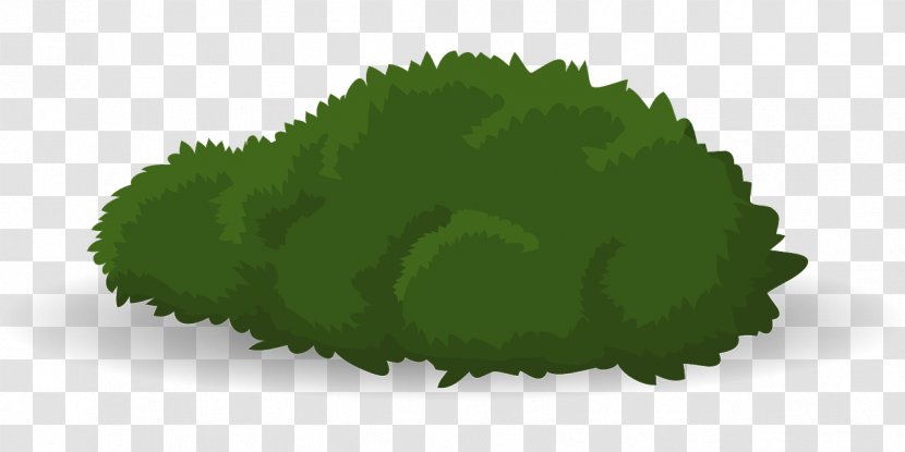 Shrub Grass Green Tree Woody Plant - Height Transparent PNG