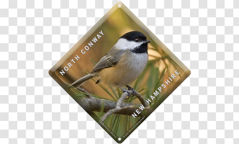 Beak Fauna Chickadee American Sparrows Transparent PNG