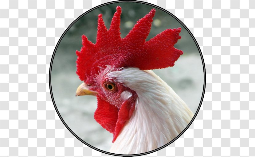 Rooster Chicken Poultry Farming Bantam Transparent PNG