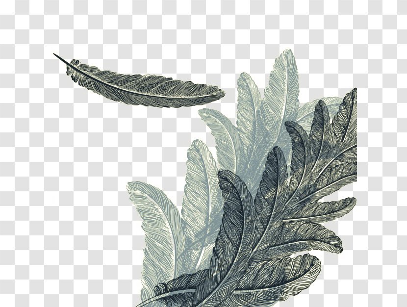 Feather Drawing Royalty-free Watercolor Painting - Feathers Background Design Transparent PNG