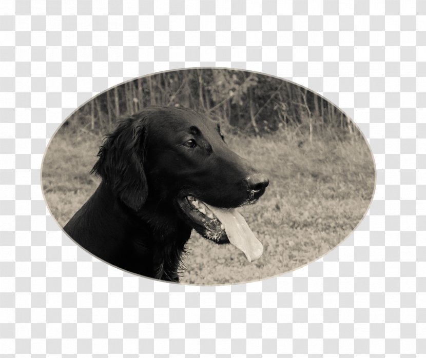 Labrador Retriever Flat-Coated Boykin Spaniel Dog Breed - Flatcoated Transparent PNG