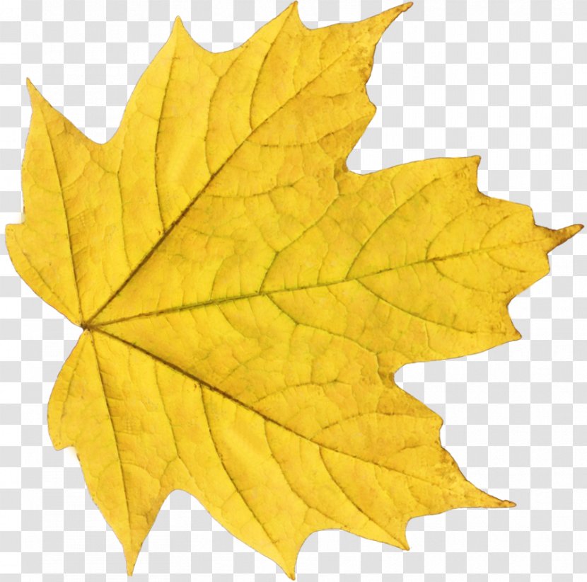 Autumn Leaf Color Clip Art - Tree - Yellow Transparent PNG