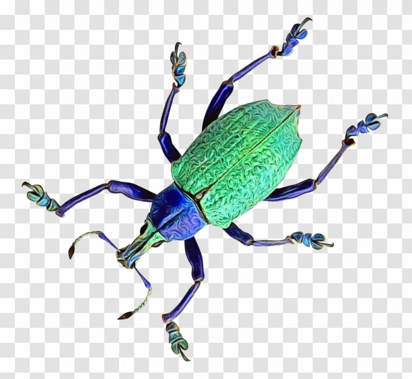 Insect Weevil Beetle Blister Beetles Ground Jewel Bugs Transparent Png,Mimosa Recipes For Bridal Shower