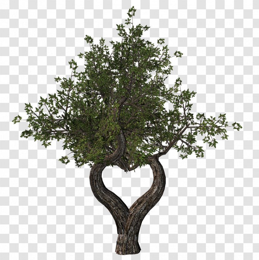 Tu B'Shevat Ansichtkaart Tree Holiday Yom Kippur - Branch - Eucalyptus Transparent PNG