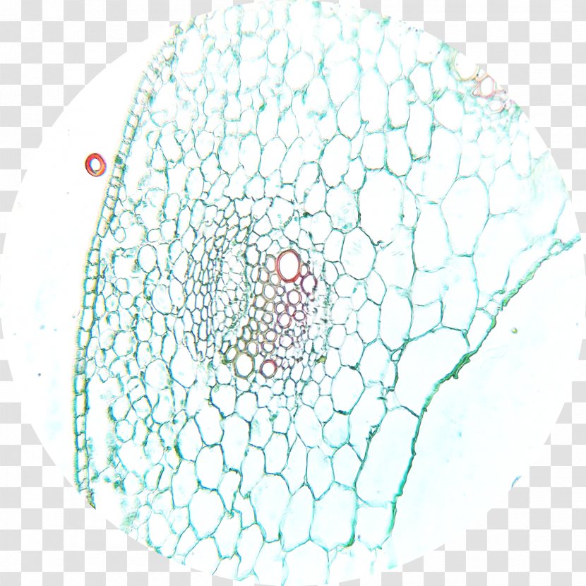 Dicotyledon Microscope Slides Plant Stem - Organism Transparent PNG
