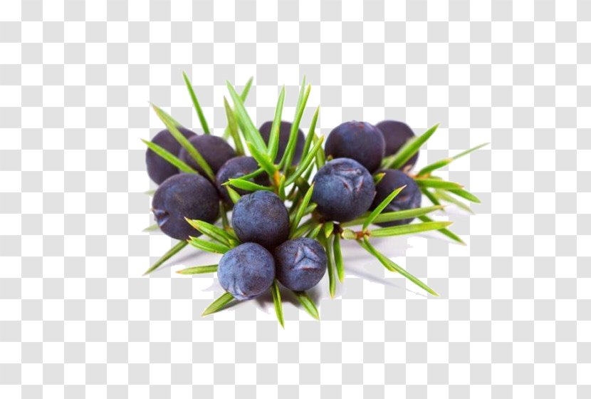 Juniper Berry Gin Common Essential Oil - Rosemary Transparent PNG