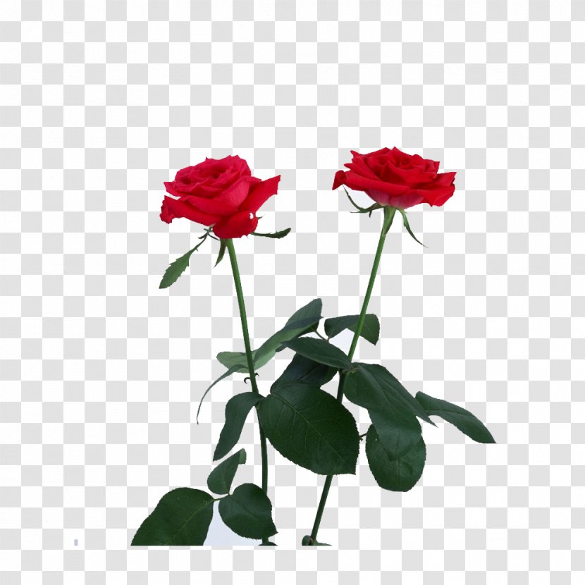 Amazon.com Rose - Annual Plant - Red Flower Transparent PNG