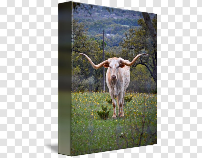 Texas Longhorn Calf English Dairy Cattle Ox - Meadow Transparent PNG