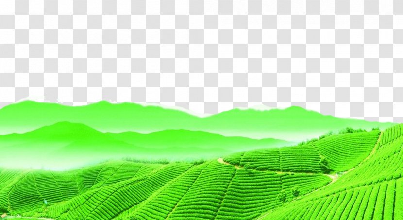 Tea Terrain Icon - Grass - Field Ups And Downs Transparent PNG