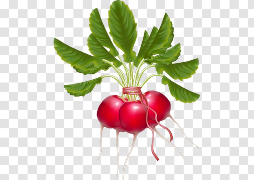 Daikon Vegetable Turnip Clip Art Transparent PNG