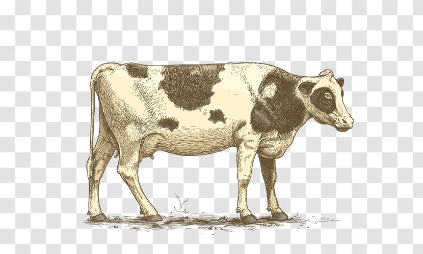 Dairy Cattle Ox Pig Goat - Sea Calf Transparent PNG